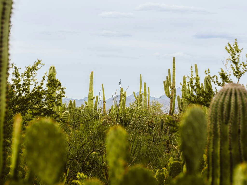 Wild West Adventure in Arizona